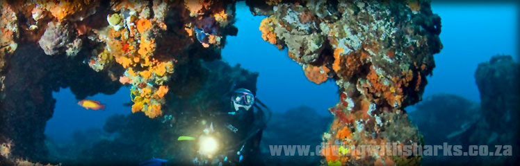 Scuba Diving Courses