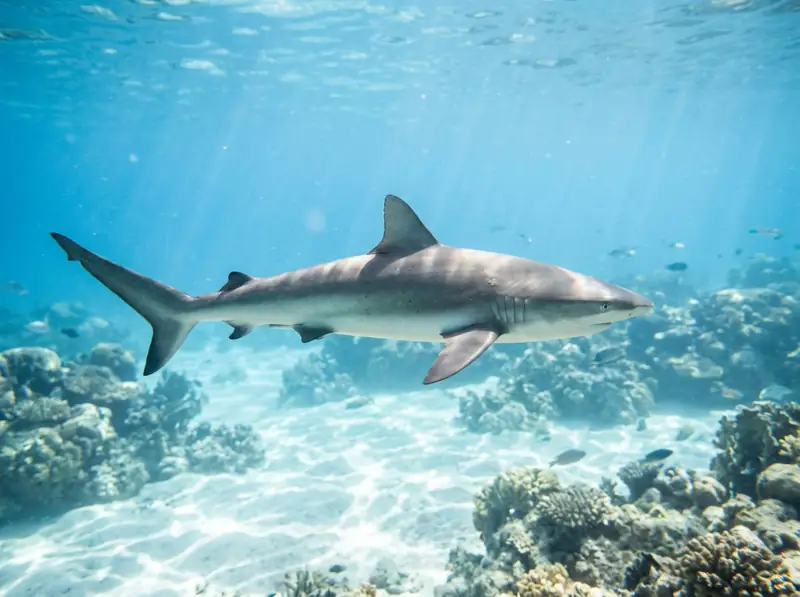 Diving with Sharks