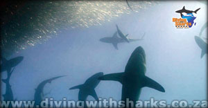 Sharks and dolphins feeding during the Sardine Run