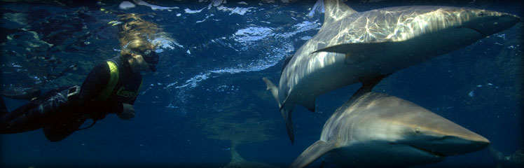 Undersea Journal Feature